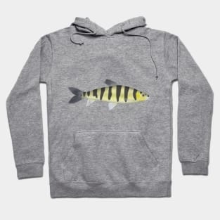 Banded Leporinus Hoodie